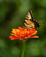 Eastern Tiger Swallowtail Butterfly Feeding on a Zinnia Flower