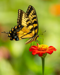Eastern Tiger Swallowtail Butterfly Feeding on a Zinnia Flower