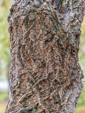 The bark of Amur velvet, or Amur cork tree, lat. Phellodendron amurense