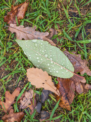 Orange and yellow fallen leaves with dew drops. Autumn leaves with water drops close-up.
