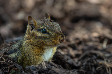Burrowing Chipmunk