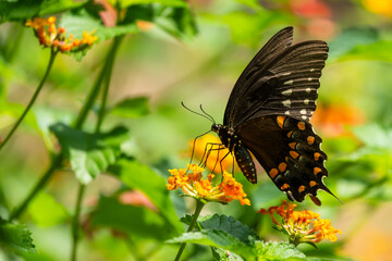 Spicebush Swallowtail Butterfly