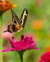 Giant Swallowtail Butterfly flying over a zinnia