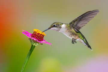 Naklejka premium Ruby-throated hummingbird feeding on Zinnia
