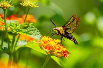 Hummingbird Moth feeding on a lantana flower