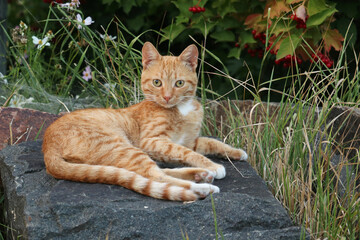 The ginger cat is lying on the stone.