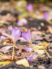 Autumn purple crocuses bloomed above the ground.