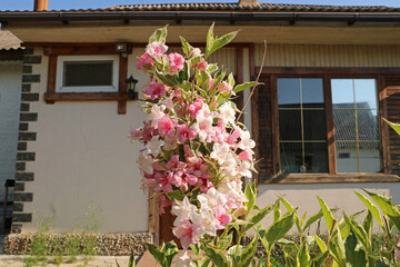 Weigela bush against the background of a rural house.