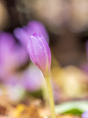 Autumn purple crocuses bloomed above the ground.