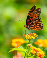 Gulf Fritillary butterfly feeding on a lantana flower