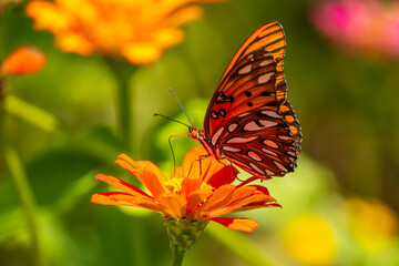 Gulf Fritillary butterfly feeding on a zinnia flower