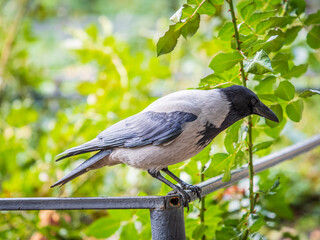 Hooded crow, corvus cornix, standing on the lawn in the spring or summer