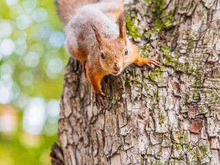 Portrait of a squirrel on a tree trunk