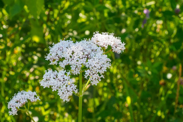 Flower. Valerian medicinal. A medicinal plant. Beautiful white flower. Beauty in nature.