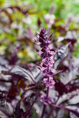 Basil. A flowering plant. Healthy eating. Royal grass.