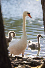 Obraz premium Mute swan (Cygnus olor) in a lake, Seurasaari, Helsinki, Finland.