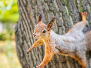 Portrait of a squirrel on a tree trunk