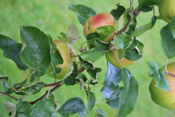 Makrofotografie von Äpfeln. Obstbäume im Garten. Grün im Hintergrund. Gesunde Essgewohnheiten. Vitamine und Mineralien. Vegane und vegetarische Nahrung. Ökologisch. Natürliches Muster.