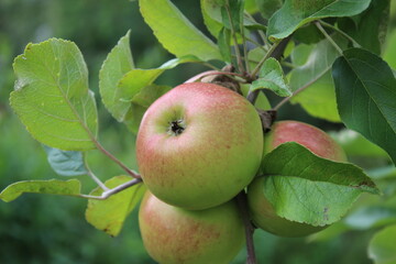 Makrofotografie von Äpfeln. Obstbäume im Garten. Grün im Hintergrund. Gesunde Essgewohnheiten. Vitamine und Mineralien. Vegane und vegetarische Nahrung. Ökologisch. Natürliches Muster.