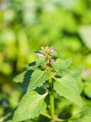 Pink flowers of spotted dead-nettle Lamium maculatum. Medicinal plants in the garden.