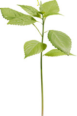 Side view of Small Balsam plant