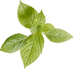 Top view of Small Balsam plant