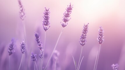 Obraz premium A serene lavender field bathed in soft light, evoking calmness and tranquility.