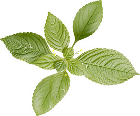 Top view of Small Balsam plant