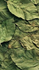 Leaf Background Texture