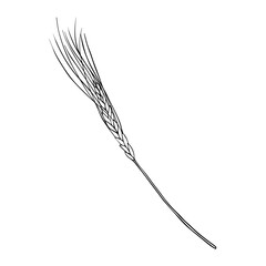 Vector Wheat Ears Sketch on isolated background. Hand drawn illustration ear rye in line art style painted by black inks. Simple contour Sketch for bakery and beer products