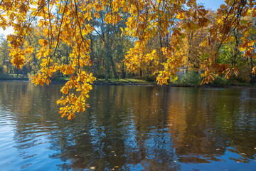 Autumn oak branch with yellow leaves. autumn quiet landcape wth golden trees over river in forest. oak branch with yellow and orange autumn leaves hangs over the water by the river