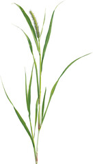 Side view of Yellow Foxtail plant