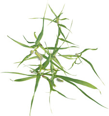 Top view of Yellow Foxtail plant