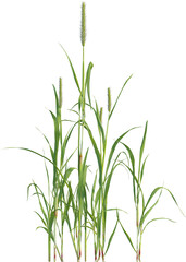 Side view of Yellow Foxtail plant