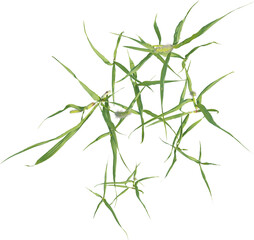 Top view of Yellow Foxtail plant