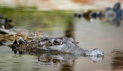 Adult American Alligator swimming in a canal at Okefenokee Swamp Park in Georgia.