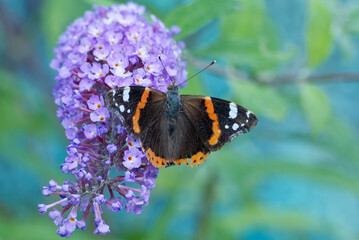 Red admiral butterfly (Vanessa Atalanta) perched on summer lilac in Zurich, Switzerland