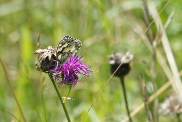Marbled White (Melanargia galathea) butterfly sitting on a pink scabiosa in Zurich, Switzerland