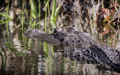 Adult American Alligator swimming in a canal at Okefenokee Swamp Park in Georgia.