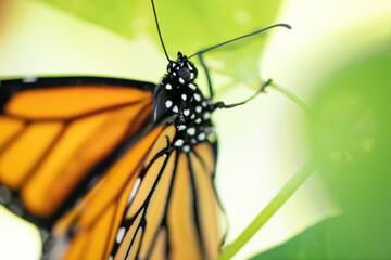 monarch butterfly on a leaf