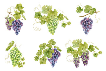 Set of bunch grapes with leaves. Grapevine. Isolated watercolor illustrations. For the design of labels of wine, grape juice and cosmetics, wedding cards, stationery, greetings cards