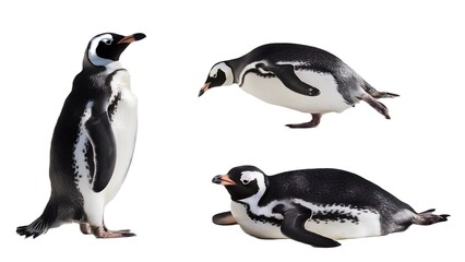 Naklejka premium Penguin isolated on background