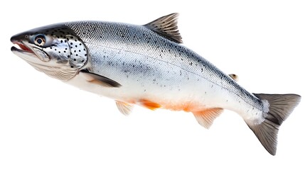 Obraz premium Fresh whole salmon fish with scales isolated on white background.