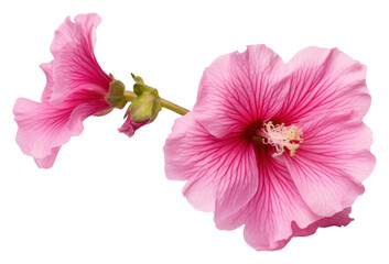 Naklejka premium PNG Hollyhock flower hibiscus blossom petal.