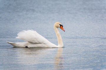 Obraz premium Graceful white Swan swimming in the lake, swans in the wild. Portrait of a white swan swimming on a lake.