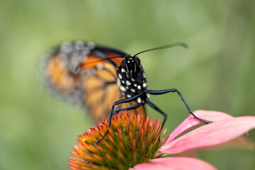 monarch butterfly legs