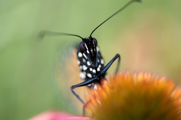 monarch butterfly face