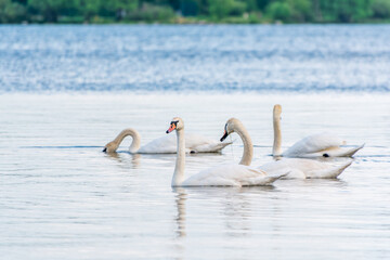 Graceful white Swans swimming in the lake, swans in the wild