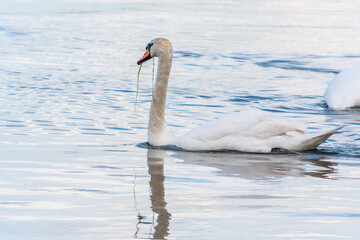 Graceful white Swan swimming in the lake, swans in the wild. Portrait of a white swan swimming on a lake.