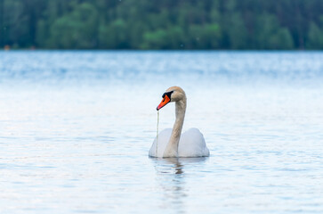 Graceful white Swan swimming in the lake, swans in the wild. Portrait of a white swan swimming on a lake.